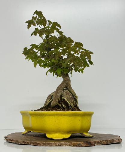 Trident Maple Root Over Rock Bonsai – Acer Buergerianum