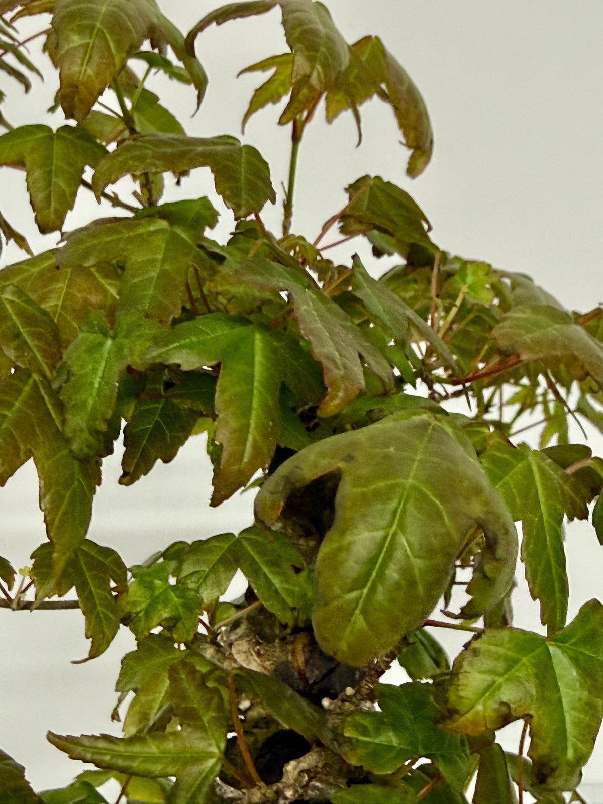 Trident Maple Root Over Rock Bonsai – Acer Buergerianum