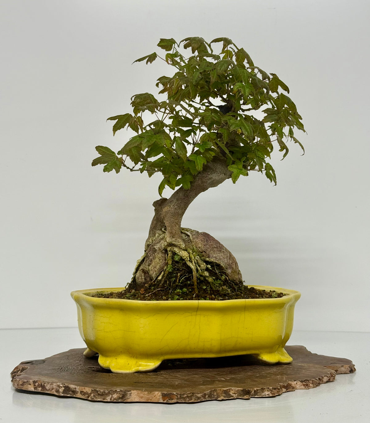 Trident Maple Root Over Rock Bonsai – Acer Buergerianum