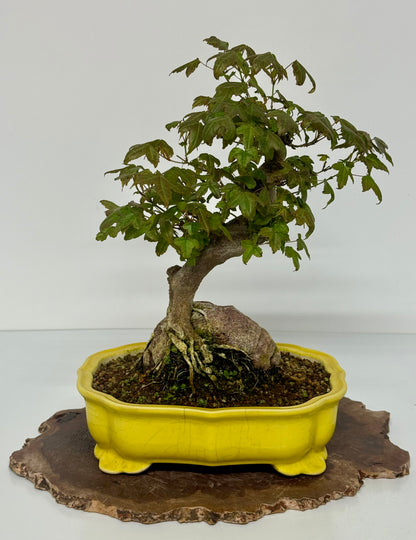 Trident Maple Root Over Rock Bonsai – Acer Buergerianum