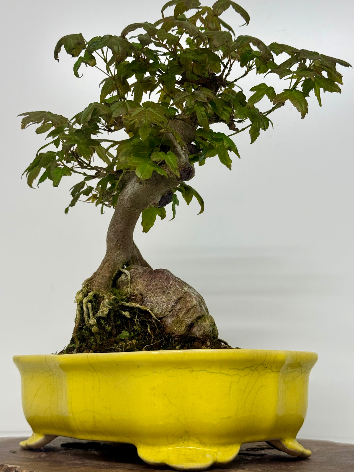 Trident Maple Root Over Rock Bonsai – Acer Buergerianum