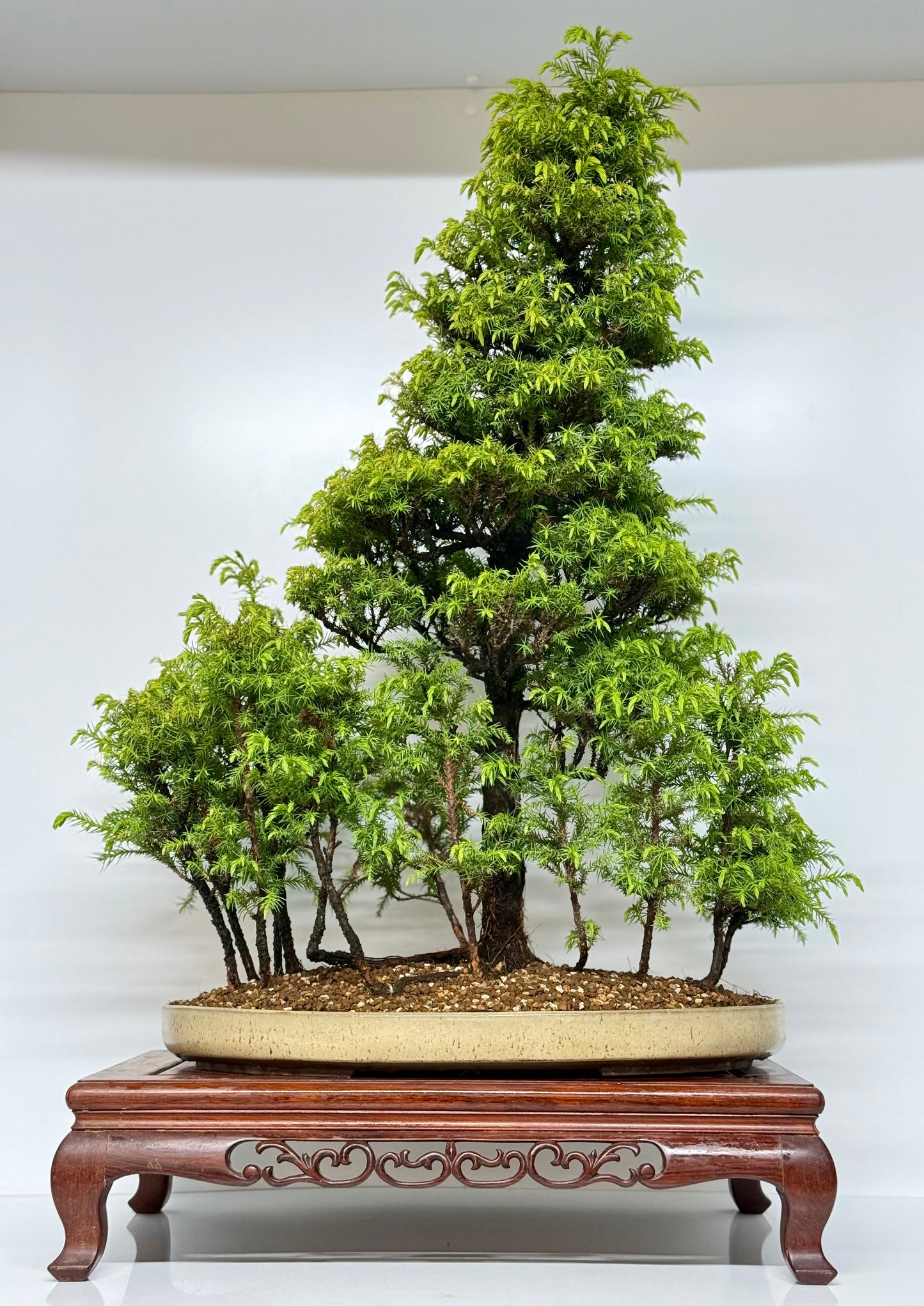 Cryptomeria Bonsai Tree - HQ Contemporary Chinese Pot 90cm