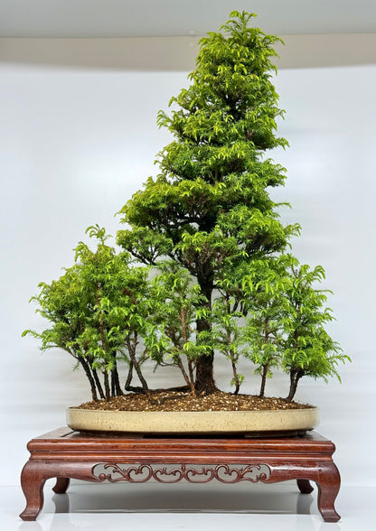 Cryptomeria Bonsai Tree - HQ Contemporary Chinese Pot 90cm