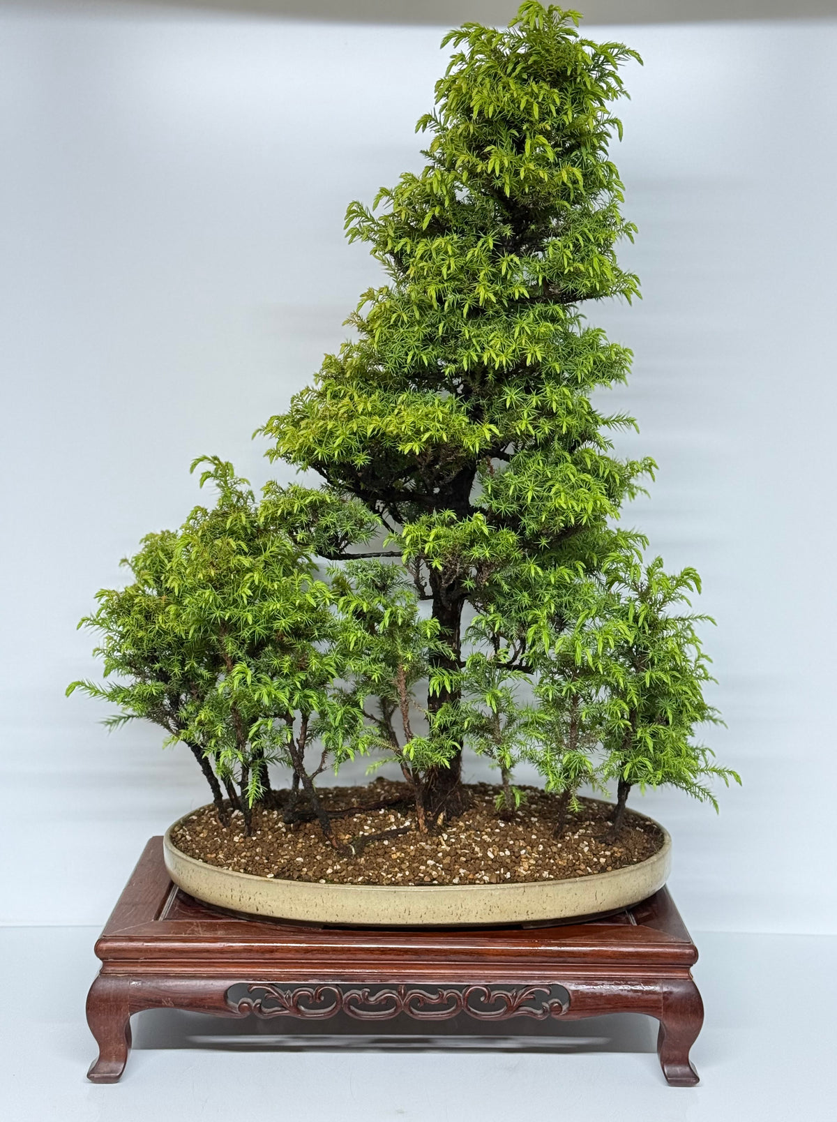 Cryptomeria Bonsai Tree - HQ Contemporary Chinese Pot 90cm