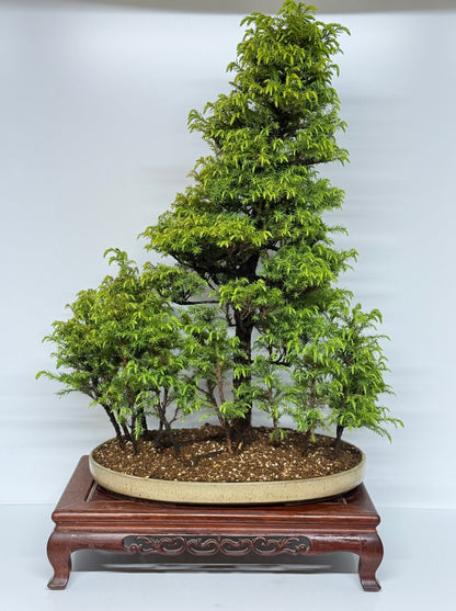 Cryptomeria Bonsai Tree - HQ Contemporary Chinese Pot 90cm