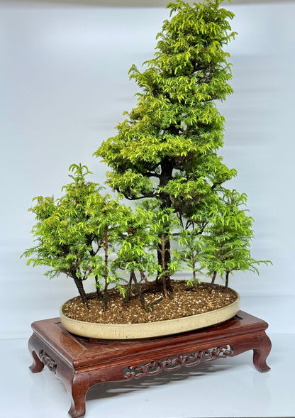 Cryptomeria Bonsai Tree - HQ Contemporary Chinese Pot 90cm