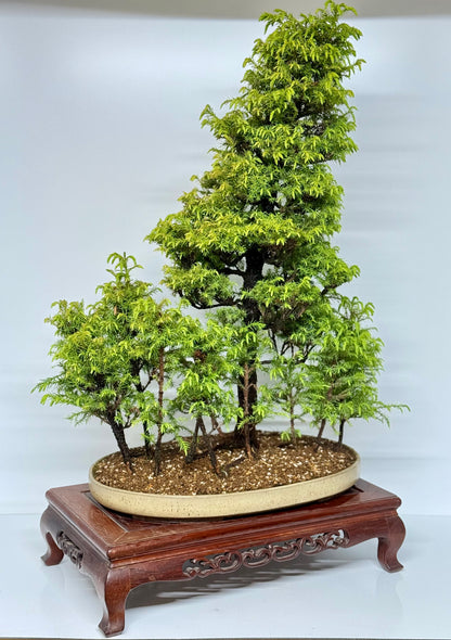 Cryptomeria Bonsai Tree - HQ Contemporary Chinese Pot 90cm