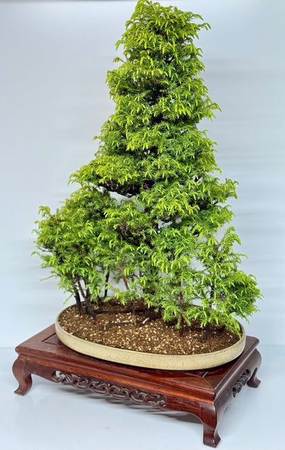 Cryptomeria Bonsai Tree - HQ Contemporary Chinese Pot 90cm
