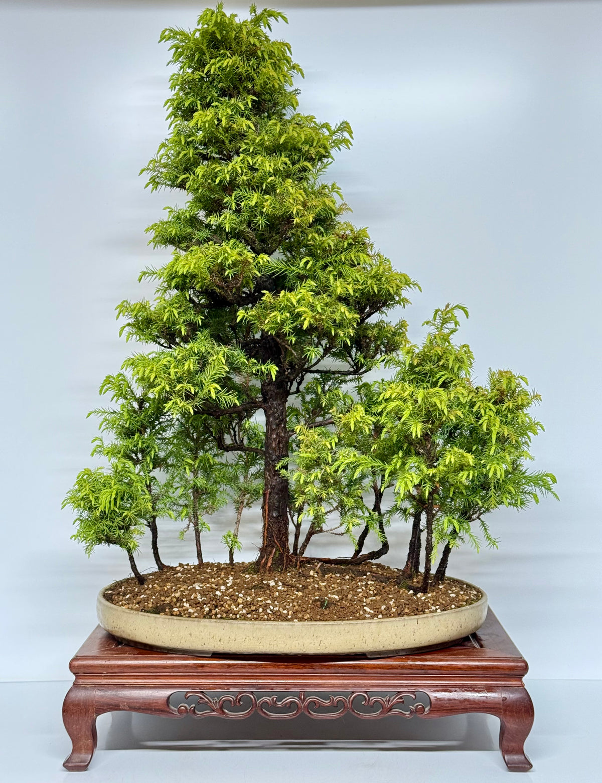 Cryptomeria Bonsai Tree - HQ Contemporary Chinese Pot 90cm