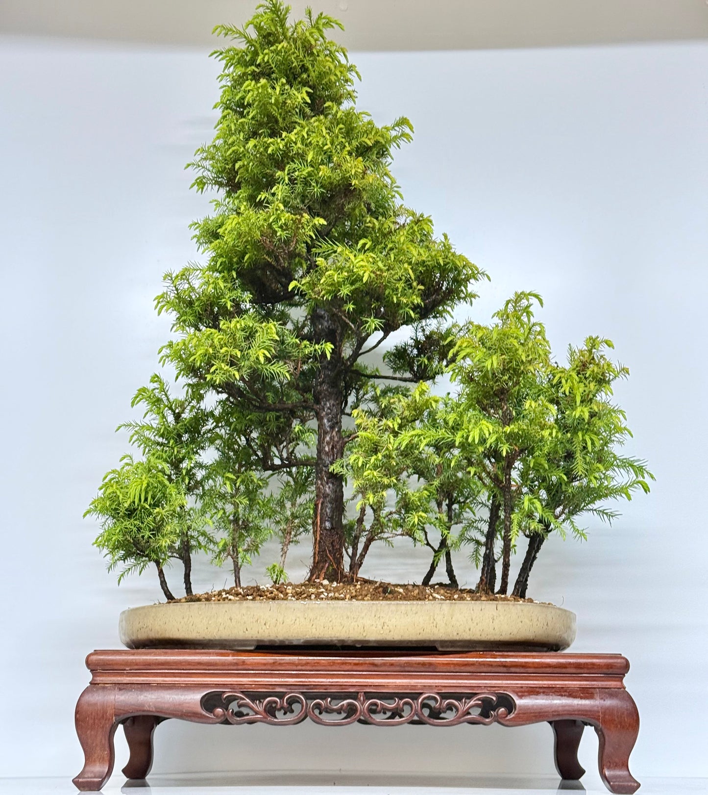Cryptomeria Bonsai Tree - HQ Contemporary Chinese Pot 90cm