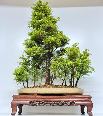 Cryptomeria Bonsai Tree - HQ Contemporary Chinese Pot 90cm