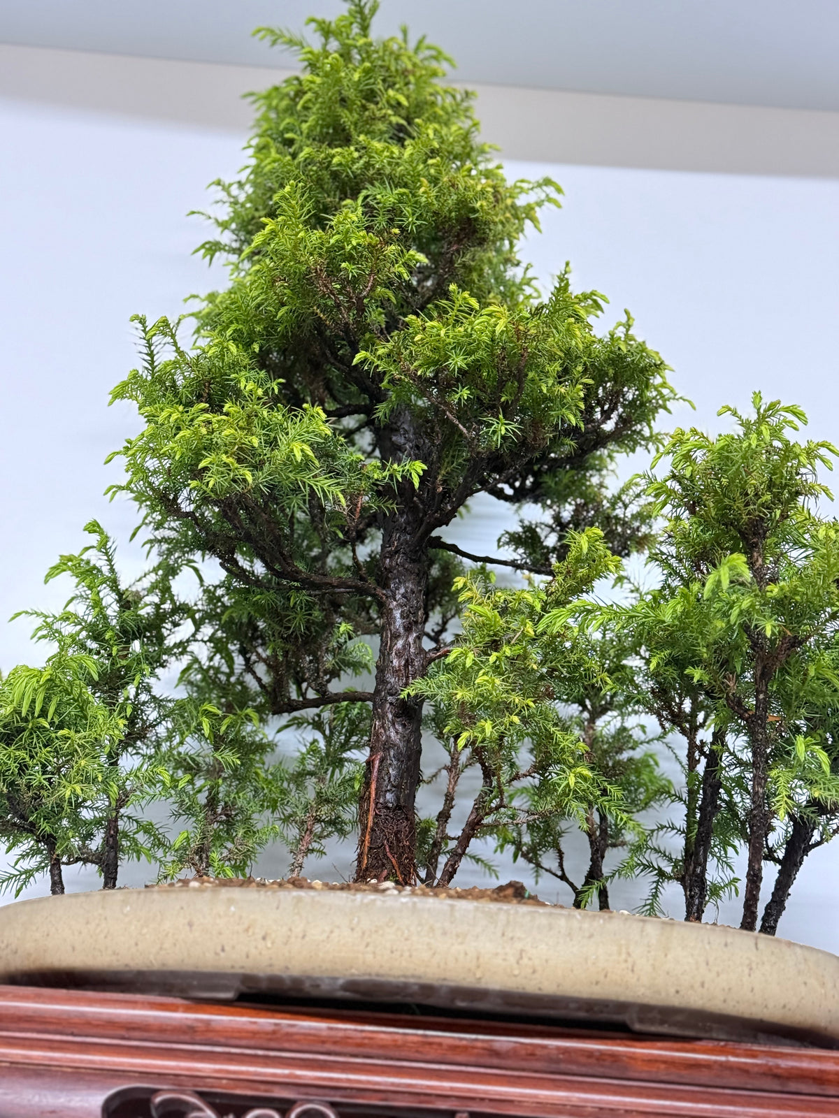 Cryptomeria Bonsai Tree - HQ Contemporary Chinese Pot 90cm