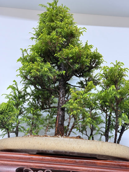 Cryptomeria Bonsai Tree - HQ Contemporary Chinese Pot 90cm