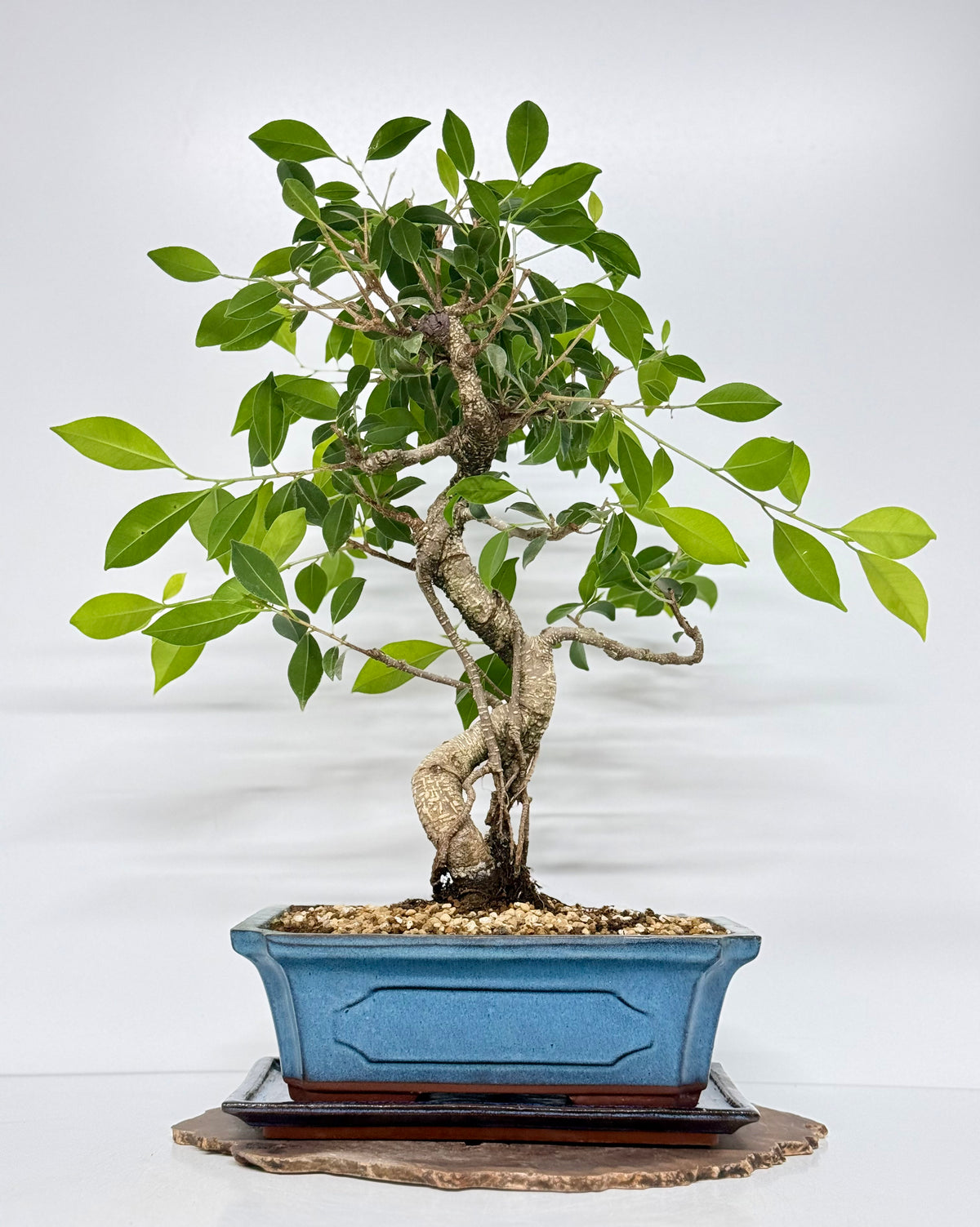 Ficus Retusa Indoor Bonsai Tree