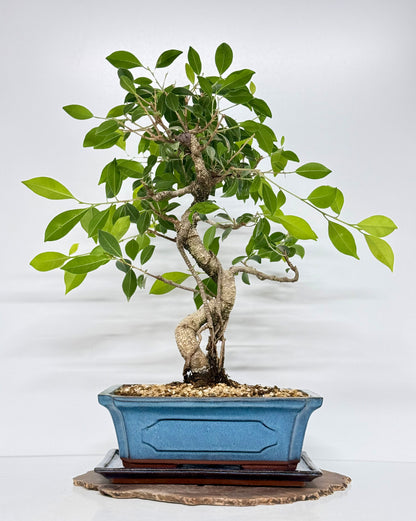 Ficus Retusa Indoor Bonsai Tree