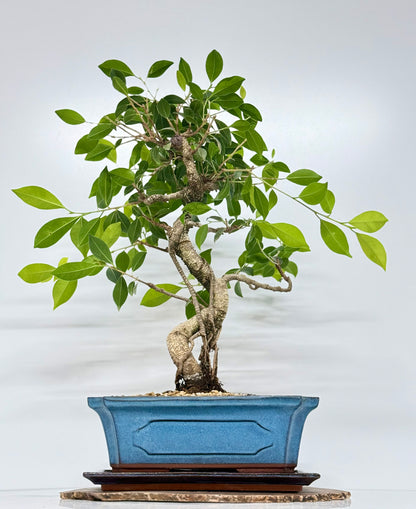 Ficus Retusa Indoor Bonsai Tree
