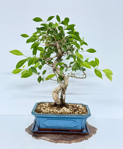 Ficus Retusa Indoor Bonsai Tree
