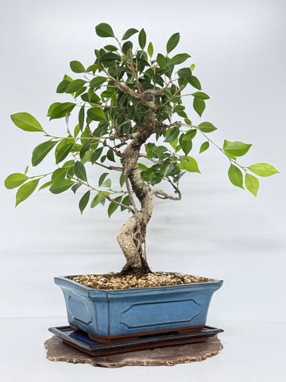 Ficus Retusa Indoor Bonsai Tree