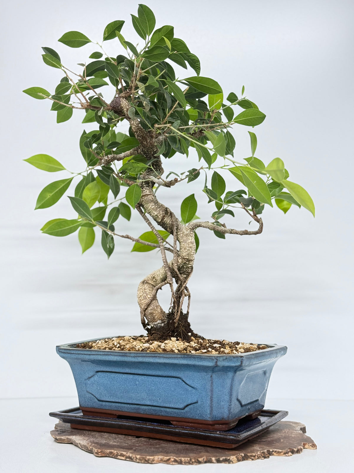 Ficus Retusa Indoor Bonsai Tree