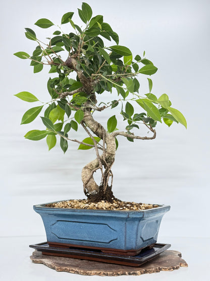 Ficus Retusa Indoor Bonsai Tree