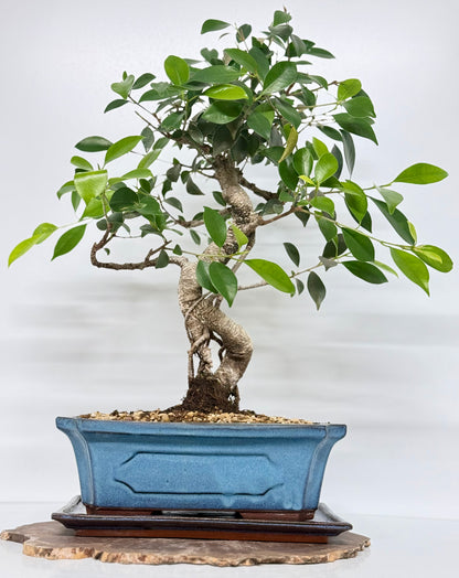 Ficus Retusa Indoor Bonsai Tree