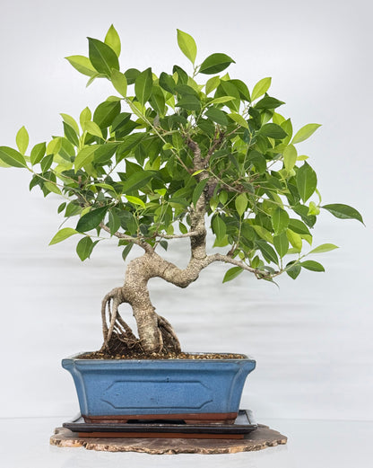 Ficus Retusa Indoor Bonsai Tree