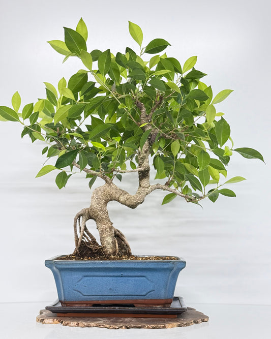 Ficus Retusa Indoor Bonsai Tree