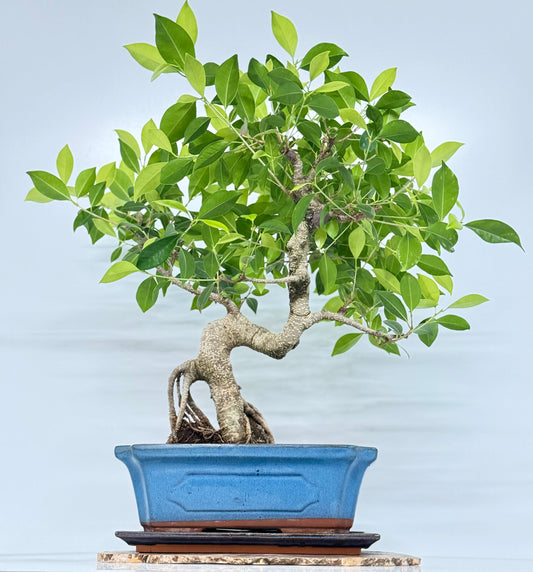 Ficus Retusa Indoor Bonsai Tree