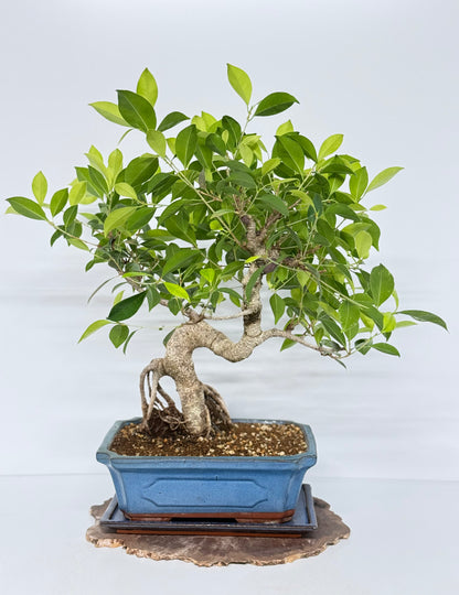 Ficus Retusa Indoor Bonsai Tree