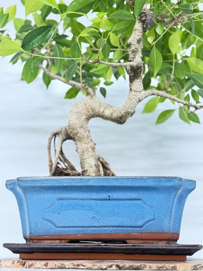 Ficus Retusa Indoor Bonsai Tree