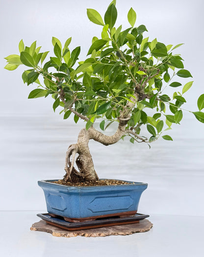 Ficus Retusa Indoor Bonsai Tree