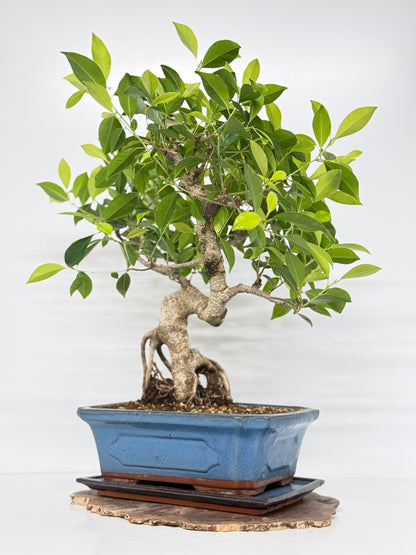 Ficus Retusa Indoor Bonsai Tree