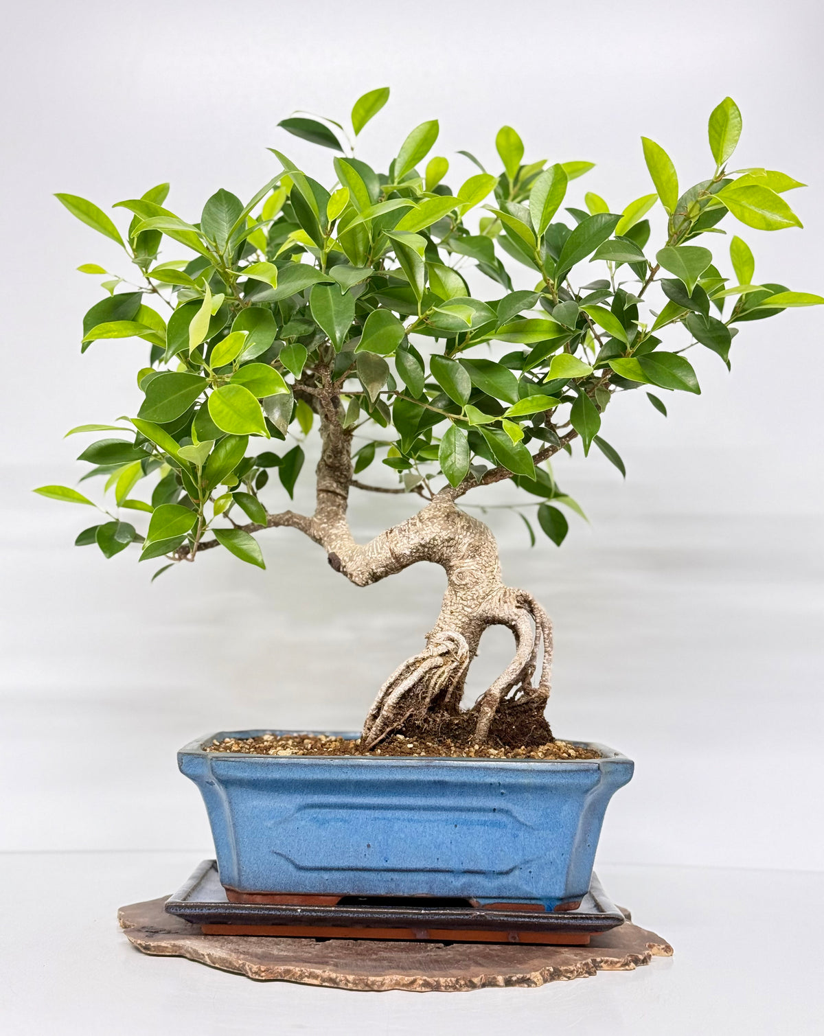 Ficus Retusa Indoor Bonsai Tree