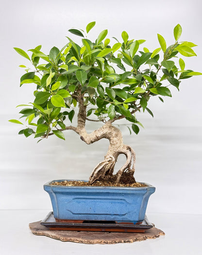 Ficus Retusa Indoor Bonsai Tree
