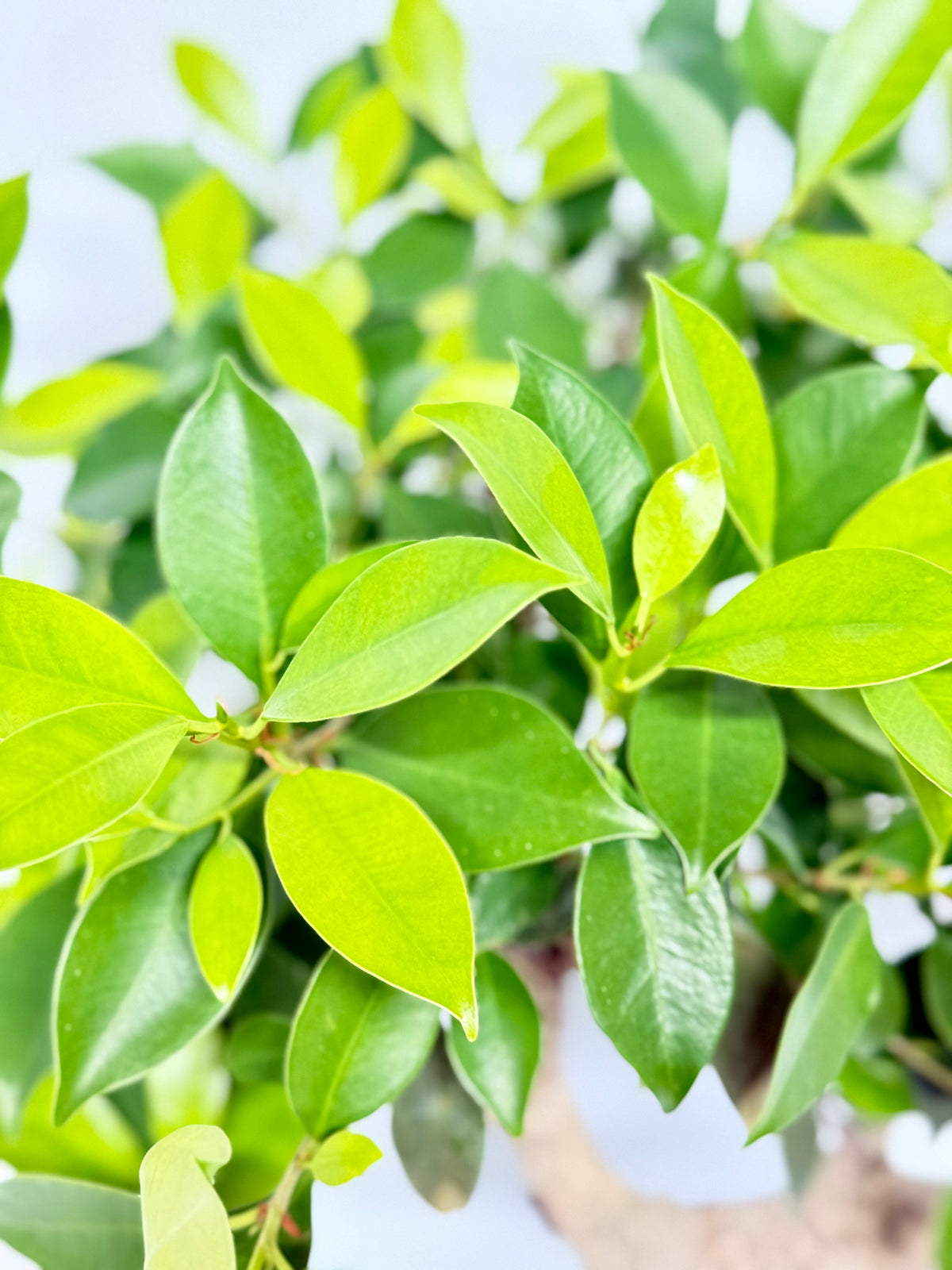 Ficus Retusa Indoor Bonsai Tree