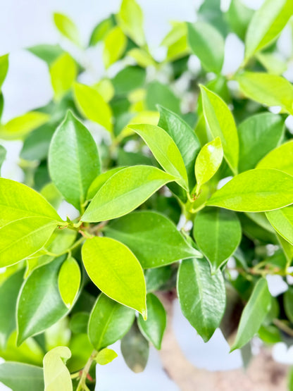 Ficus Retusa Indoor Bonsai Tree