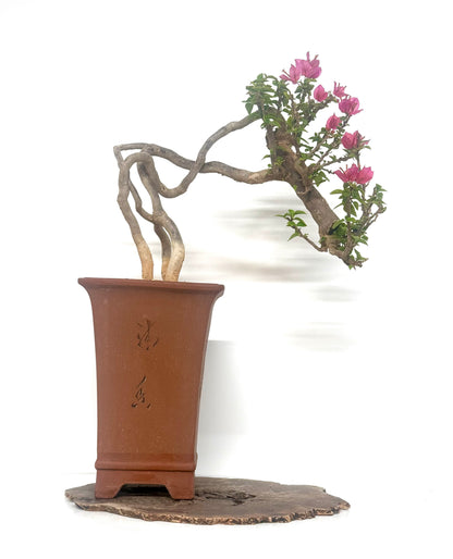 Exposed Root Style Bougainvillea Bonsai Tree - Chinese Cascade Style Unglazed Pot - 55cm