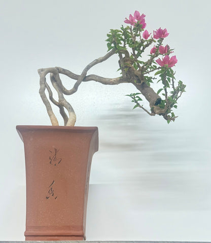 Exposed Root Style Bougainvillea Bonsai Tree - Chinese Cascade Style Unglazed Pot - 55cm