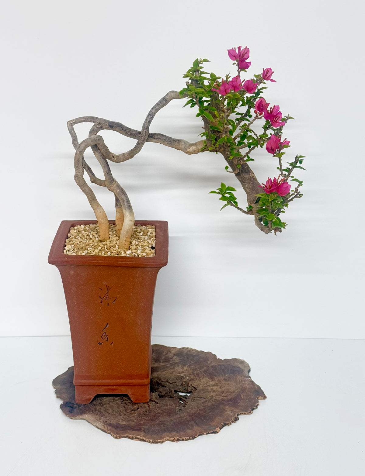 Exposed Root Style Bougainvillea Bonsai Tree - Chinese Cascade Style Unglazed Pot - 55cm