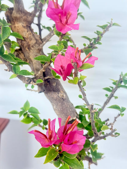 Exposed Root Style Bougainvillea Bonsai Tree - Chinese Cascade Style Unglazed Pot - 55cm
