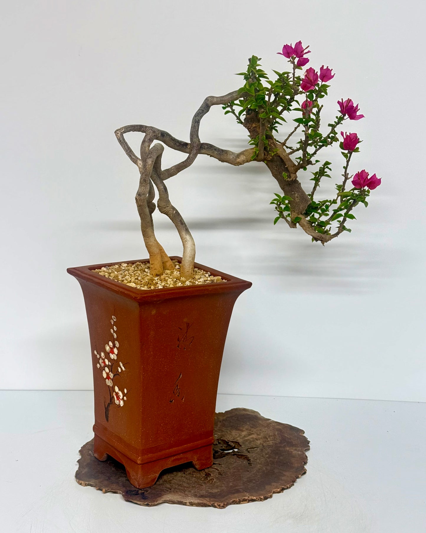 Exposed Root Style Bougainvillea Bonsai Tree - Chinese Cascade Style Unglazed Pot - 55cm