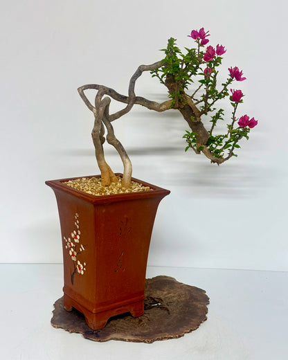 Exposed Root Style Bougainvillea Bonsai Tree - Chinese Cascade Style Unglazed Pot - 55cm