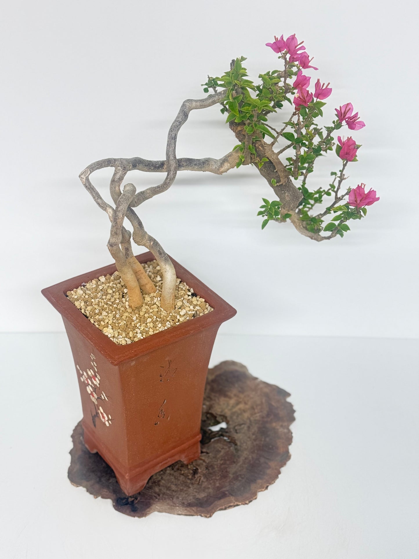 Exposed Root Style Bougainvillea Bonsai Tree - Chinese Cascade Style Unglazed Pot - 55cm