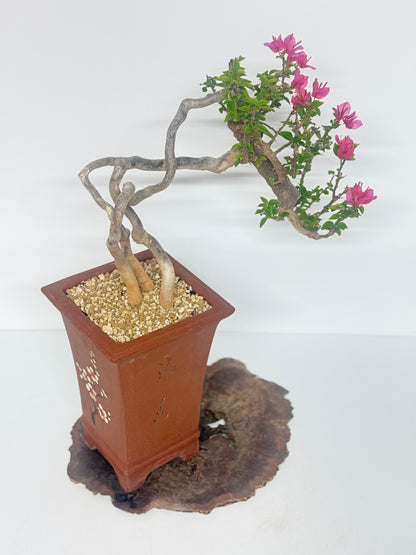 Exposed Root Style Bougainvillea Bonsai Tree - Chinese Cascade Style Unglazed Pot - 55cm