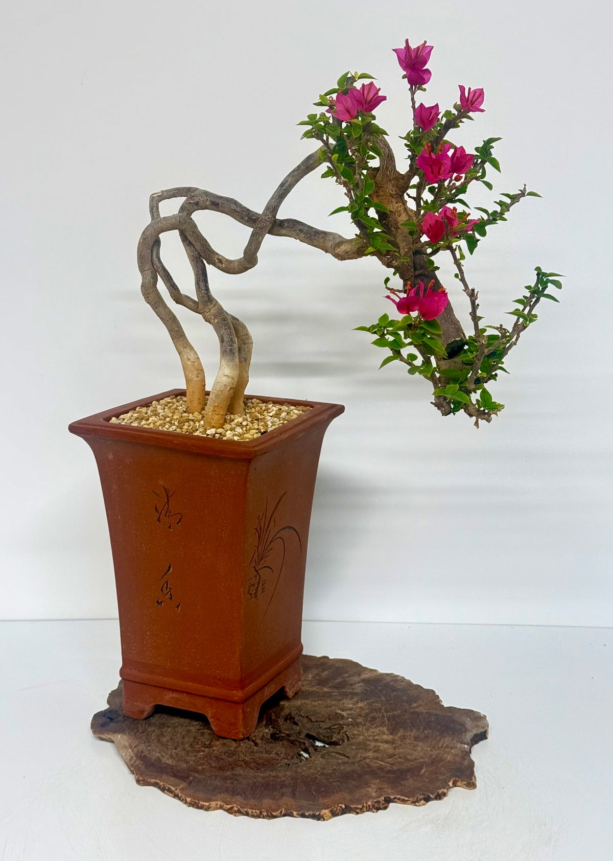 Exposed Root Style Bougainvillea Bonsai Tree - Chinese Cascade Style Unglazed Pot - 55cm