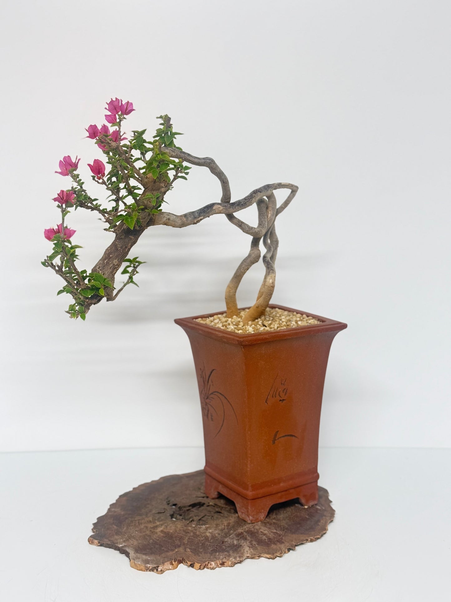 Exposed Root Style Bougainvillea Bonsai Tree - Chinese Cascade Style Unglazed Pot - 55cm