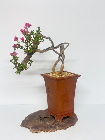 Exposed Root Style Bougainvillea Bonsai Tree - Chinese Cascade Style Unglazed Pot - 55cm