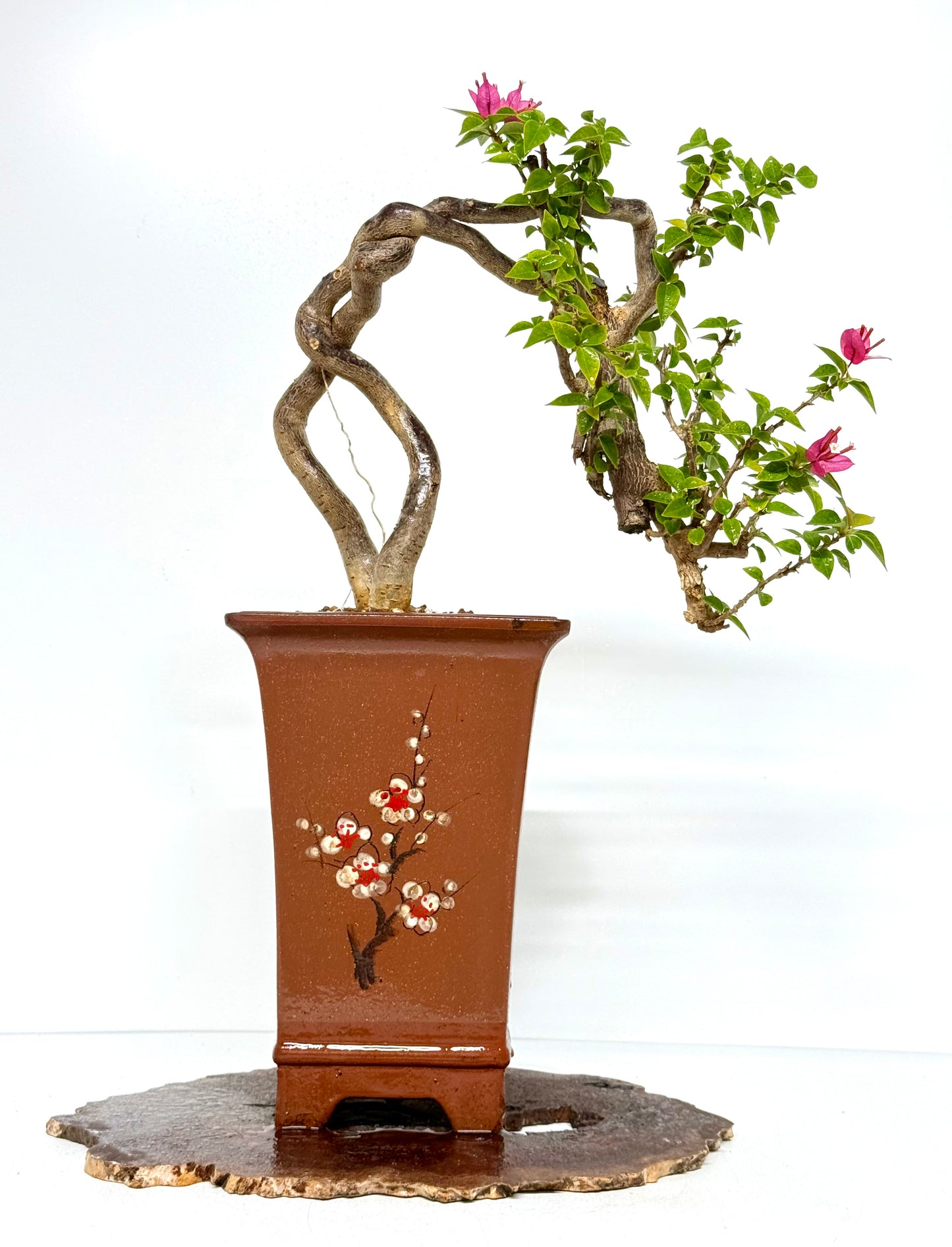Exposed Root Style Bougainvillea Bonsai Tree - Chinese Cascade Style Unglazed Pot - 52 cm