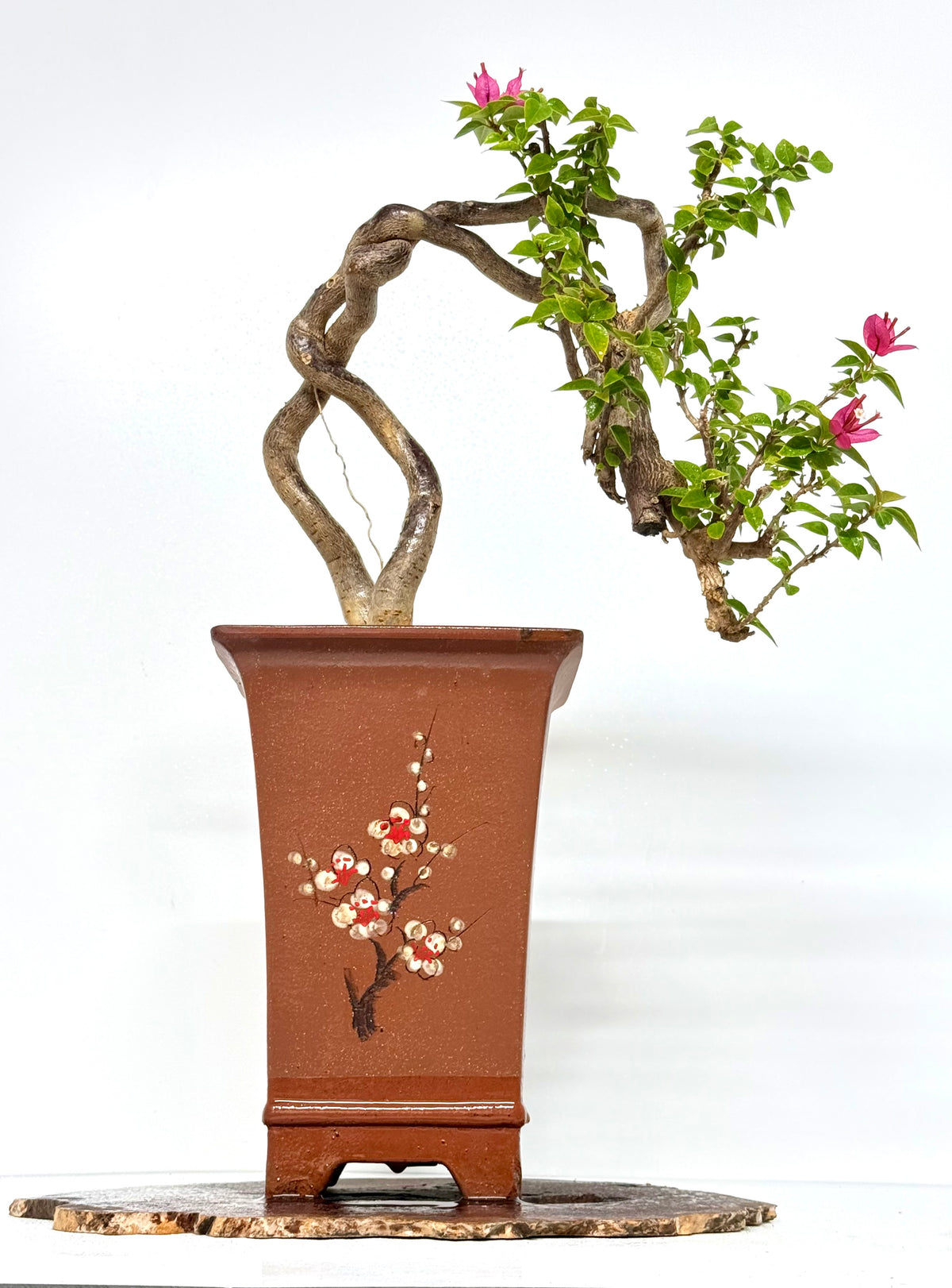 Exposed Root Style Bougainvillea Bonsai Tree - Chinese Cascade Style Unglazed Pot - 52 cm