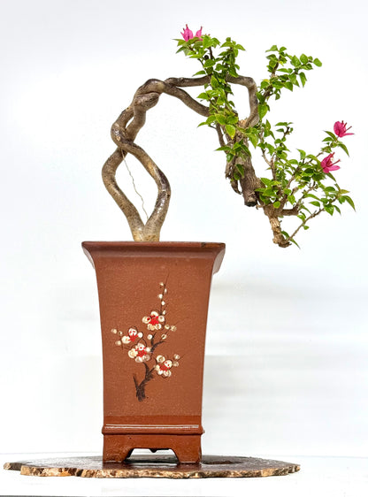 Exposed Root Style Bougainvillea Bonsai Tree - Chinese Cascade Style Unglazed Pot - 52 cm